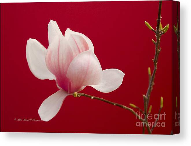 Horizontal Canvas Print featuring the photograph Saucer Magnolia by Richard J Thompson