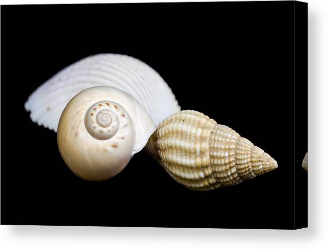 Marine Canvas Print featuring the photograph Seashells #2 by Paulo Goncalves