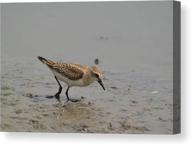 Birds Canvas Print featuring the photograph Semipalmated Sandpiper #2 by James Petersen