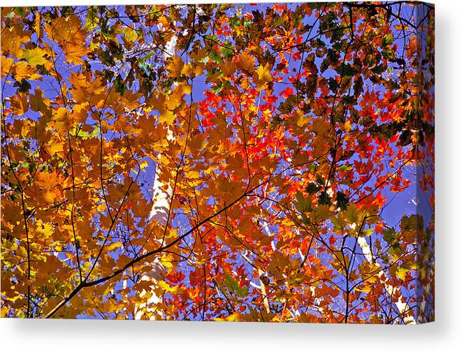 New Hampshire Canvas Print featuring the photograph Shades of Fall #2 by Dennis Bucklin