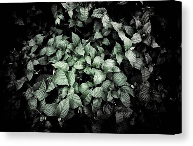 Botanical Canvas Print featuring the photograph Shrub Detail #2 by Jeremy Herman