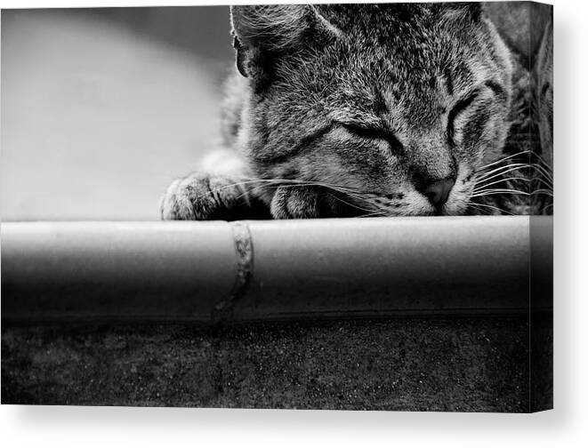 Cat Canvas Print featuring the photograph Sleeping #2 by Laura Melis