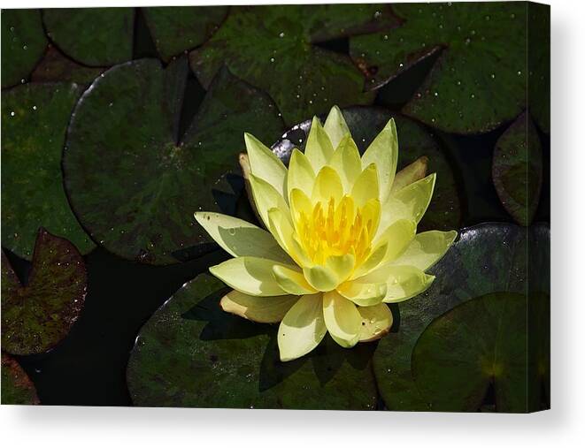 Water Lily Canvas Print featuring the photograph Soaking up the Sun #2 by Dave Files