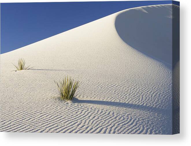Feb0514 Canvas Print featuring the photograph Soaptree Yucca In Gypsum Sand White by Konrad Wothe