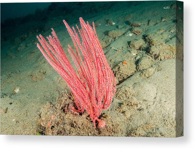 Ellisella Sp. Canvas Print featuring the photograph Soft Coral #2 by Andrew J. Martinez