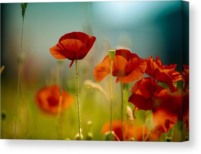 Poppy Canvas Print featuring the photograph Summer Poppy #2 by Nailia Schwarz