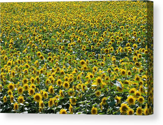 Agriculture Canvas Print featuring the photograph Sunflowers #2 by Jason KS Leung