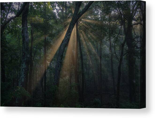 Morning Light In The Fog And Trees Canvas Print featuring the photograph Sunlight in fog and trees #2 by David Dedman