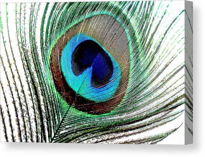 Peacock Feather Canvas Print featuring the photograph Tranquil Moments #3 by Krissy Katsimbras
