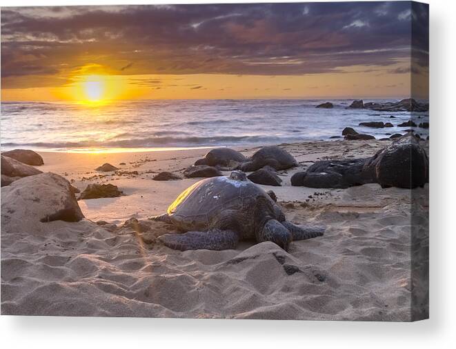  Hawaii Islands Canvas Print featuring the photograph Turtle Beach sunset Oahu Hawaii #2 by Jianghui Zhang