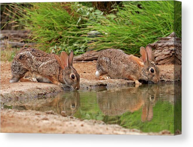 Animal Canvas Print featuring the photograph USA, Texas, Starr County #2 by Jaynes Gallery
