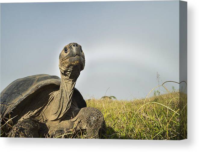 534040 Canvas Print featuring the photograph Volcan Alcedo Giant Tortoises Galapagos #2 by Tui De Roy