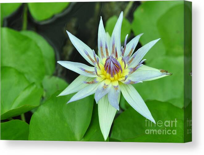 Water Lillies Canvas Print featuring the photograph Water Lily 3 by Allen Beatty