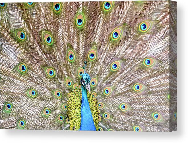 Male Peacock Canvas Print featuring the photograph Peacock by Crystal Wightman