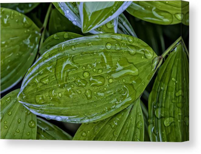 Wet Leaves Canvas Print featuring the photograph Wet Leaves #2 by Robert Ullmann