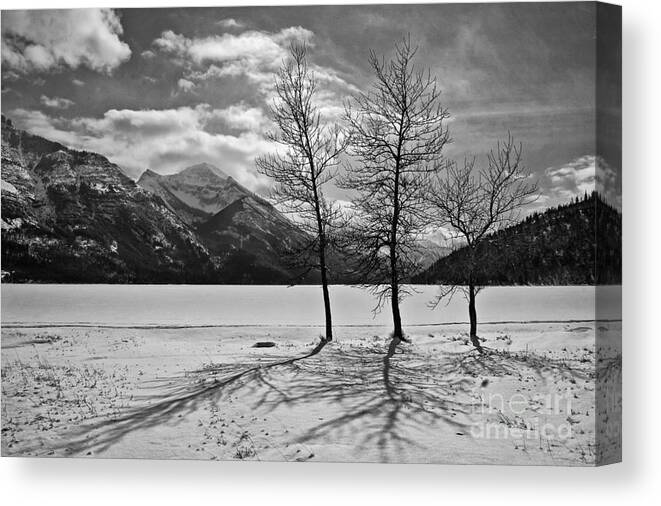 Three Trees Canvas Print featuring the photograph Winter trees #3 by Inge Riis McDonald