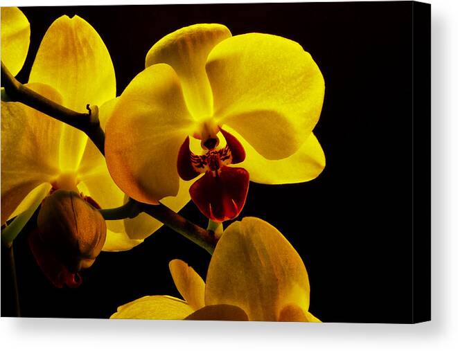Orchids Canvas Print featuring the photograph Yellow Orchids #2 by Bill Barber