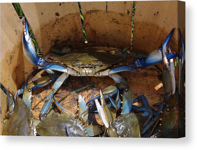 Blue Canvas Print featuring the photograph 24 Crab Challenge by Greg Graham