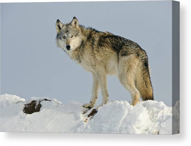 Canis Lupus Canvas Print featuring the photograph Wolf In Winter #29 by John Shaw