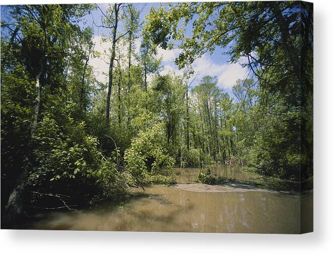 Aquatic Plants Canvas Print featuring the photograph Atchafalaya Swamp, Louisiana #3 by Gary Retherford