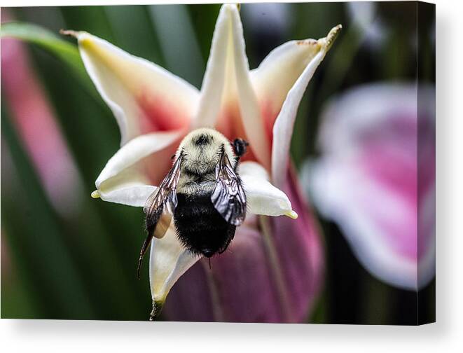 Bee Canvas Print featuring the photograph Bee at work #5 by Gerald Kloss