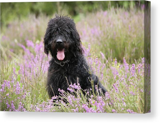 Labradoodle Canvas Print featuring the photograph Black Labradoodle by John Daniels