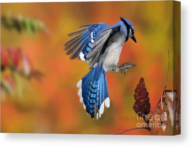Blue Jay Canvas Print featuring the photograph Blue Jay #1 by Scott Linstead