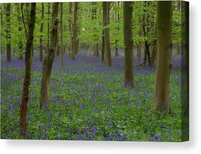 Bluebells Canvas Print featuring the photograph Bluebells In Oxey Wood #3 by Nick Atkin