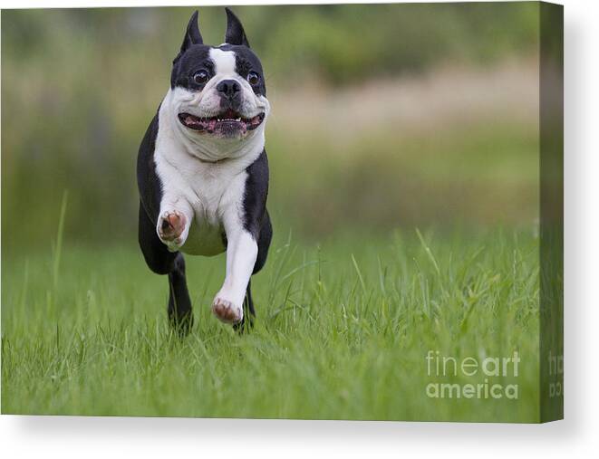 Dog Canvas Print featuring the photograph Boston Terrier #3 by Jean-Michel Labat