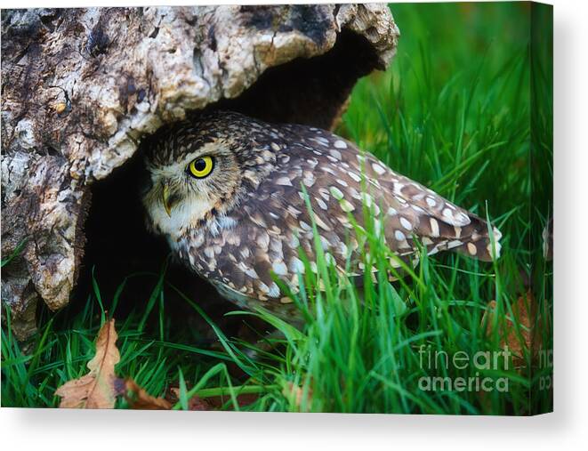 Closeup Canvas Print featuring the photograph Burrowing Owl #4 by Nick Biemans