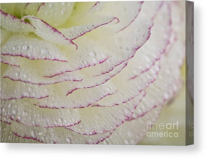 Buttercup Canvas Print featuring the photograph Buttercup flower with Dew #3 by Nailia Schwarz