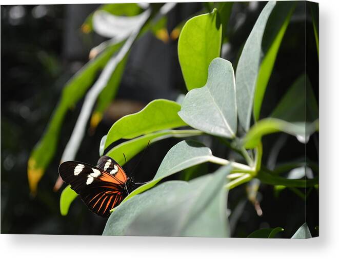 Chesterfield Canvas Print featuring the photograph Butterfly #3 by Curtis Krusie