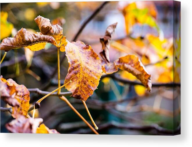 Leaf Canvas Print featuring the photograph Chestnut in autumn #3 by Frank Gaertner