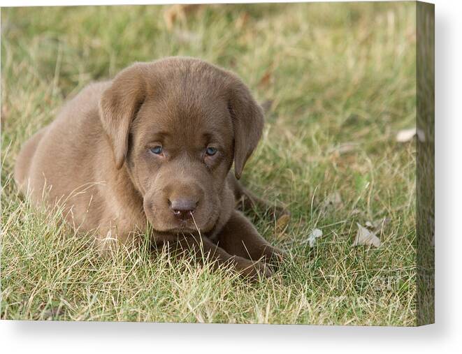 Chocolate Labrador Canvas Print featuring the photograph Chocolate Labrador Puppy #3 by Linda Freshwaters Arndt
