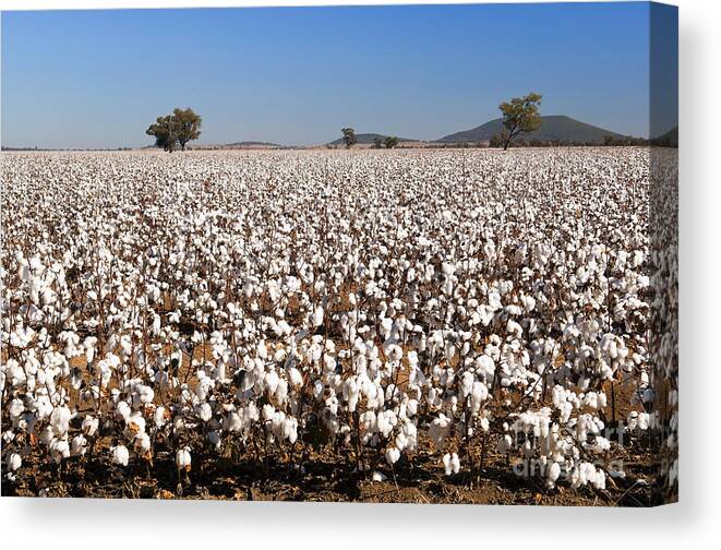 Agriculture Canvas Print featuring the photograph Cotton Fields #3 by THP Creative