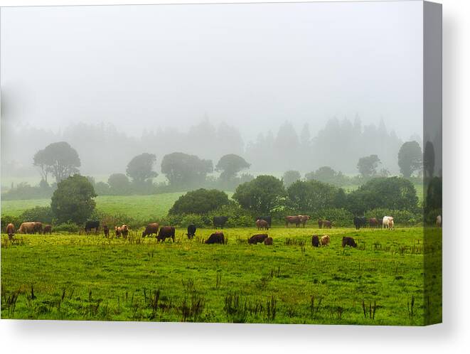 Art Canvas Print featuring the photograph Cows at Rest #3 by Joseph Amaral