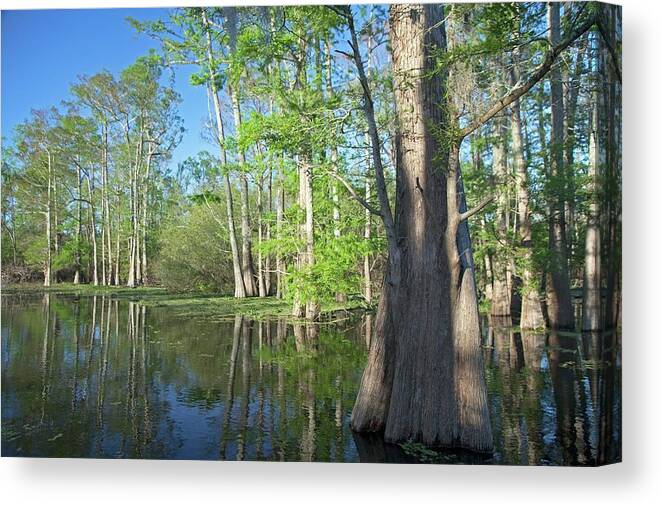 Nyssa Aquatica Canvas Print featuring the photograph Cypress-tupelo Forest #3 by Jim West