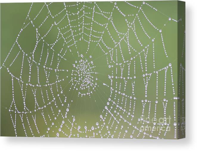 Dewy Canvas Print featuring the photograph Dewy Cobweb #3 by Michal Boubin