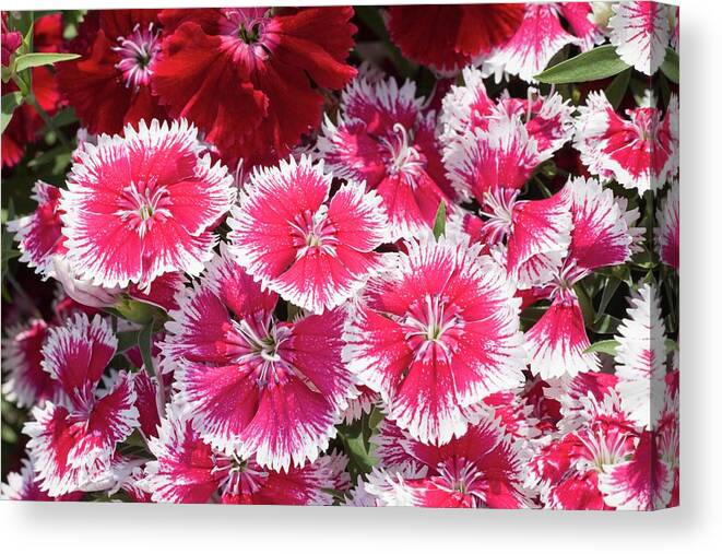 Dianthus Canvas Print featuring the photograph Dianthus 'summer Splash' Flowers by Ann Pickford