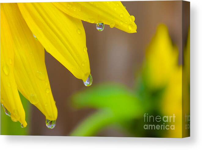 Flowers Canvas Print featuring the photograph 3 Drops After the Rain by Nina Silver