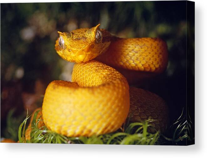 Animal Canvas Print featuring the photograph Eyelash Viper #3 by Steve Cooper