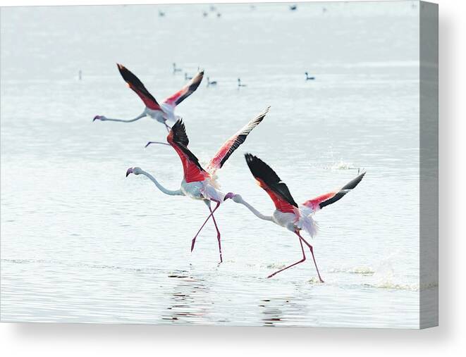 Kenya Canvas Print featuring the photograph Flying Flamingo #3 by Ivanmateev