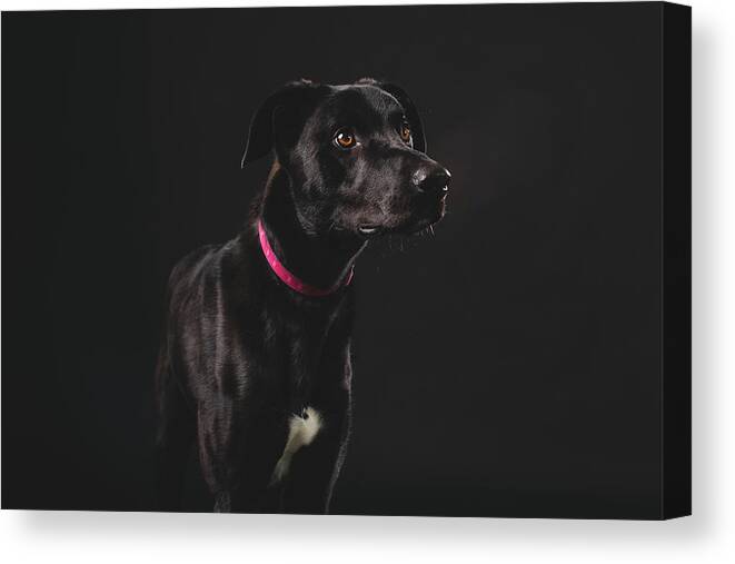 Pets Canvas Print featuring the photograph Fortunate Tails #3 by Matt Porteous