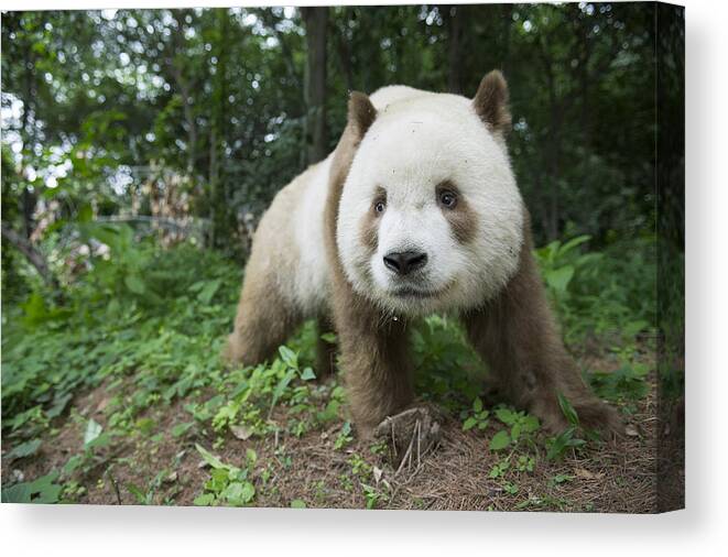 Katherine Feng Canvas Print featuring the photograph Giant Panda Brown Morph China by Katherine Feng