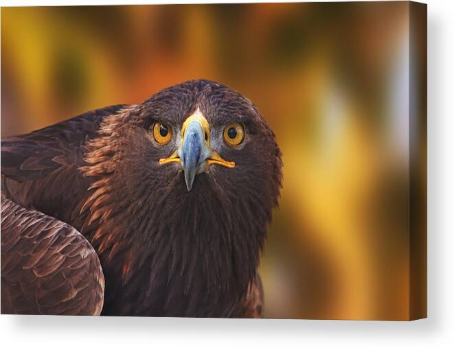 Animal Canvas Print featuring the photograph Golden Eagle #3 by Brian Cross