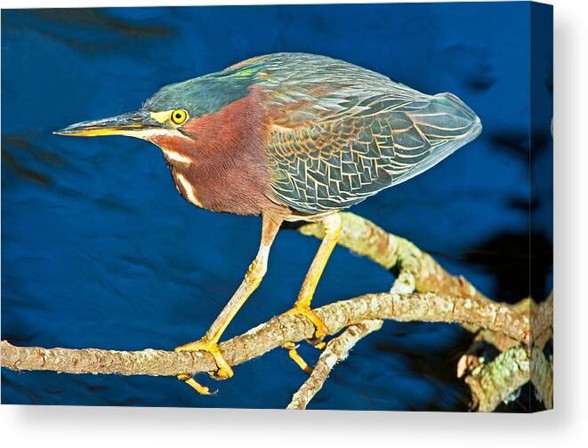 Green Back Heron Canvas Print featuring the photograph Green-backed Heron #3 by Millard H. Sharp