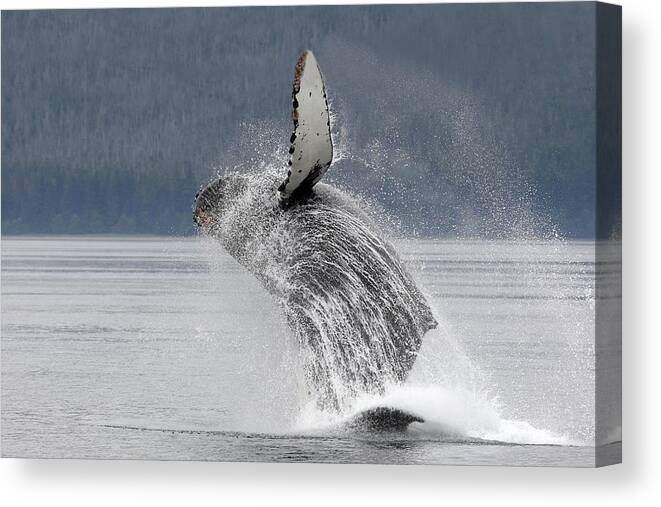 Humpback Whale Canvas Print featuring the photograph Humpback Whale Breaching #3 by M. Watson