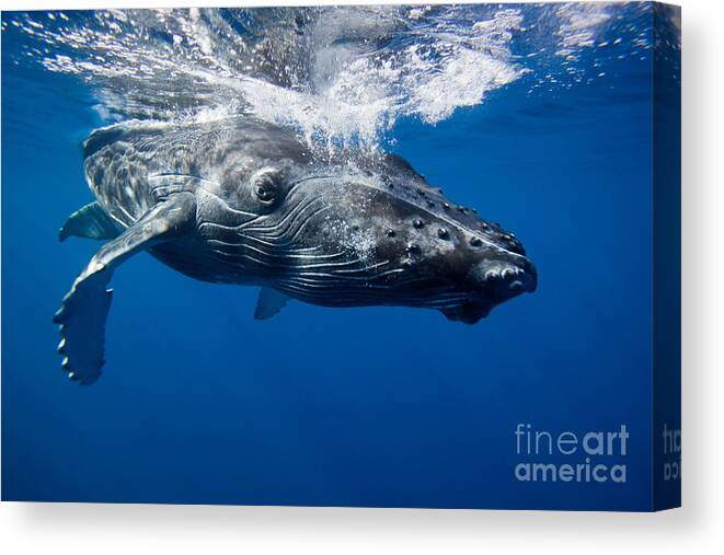 Humpback Whale Canvas Print featuring the photograph Humpback Whale Calf #3 by David Fleetham