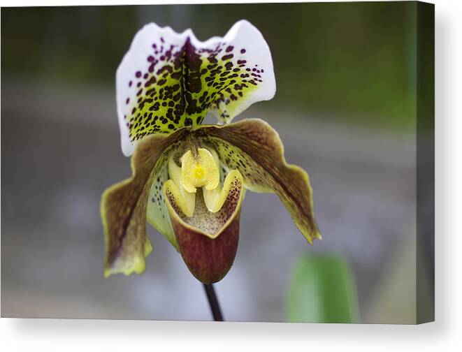 Flowers Canvas Print featuring the photograph Lady Slipper #3 by Sue Morris
