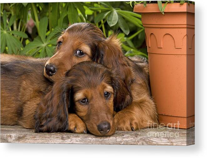Dachshund Canvas Print featuring the photograph Long-haired Dachshunds #1 by Jean-Michel Labat